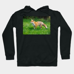 Fox (Vulpes vulpes), a British native mammal Hoodie